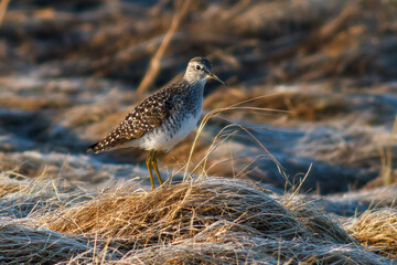 Wood sandpiper (Tringa glareola). Wild bird in their natural habitat in the tundra in the Arctic. Birdwatching in the wilderness. Wildlife of Chukotka. End of May in the Far North of Russia.