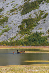 Beautiful rural landscape with horses on the lake at the foot of the mountain. The rider grazes the horses. Horses are crossing the water through a shallow lake. Magadan region, Far East of Russia.