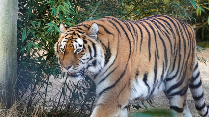 Siberian Tiger Amurtiger in Hanover Germany