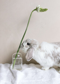 Cutest rabbit with a single flower