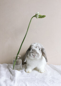 Cutest rabbit with a single flower