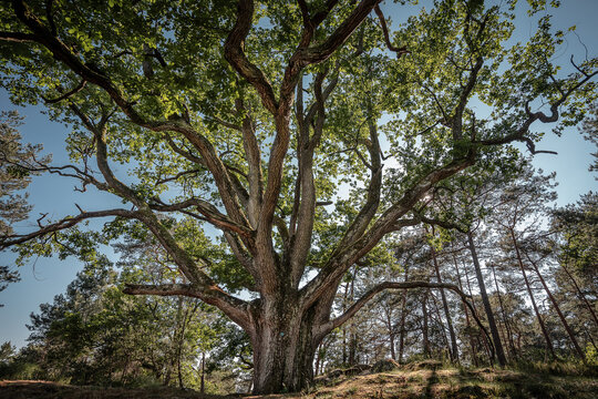 Magnifique arbre remarquable, le ch&ecirc;ne Bouquet de la Reine Am&eacute;lie, dans la for&ecirc;t de Fontainebleau. France. Europe