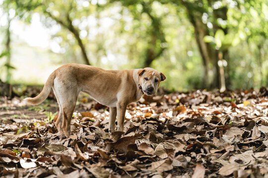 Shar Pei dog in a forest eating