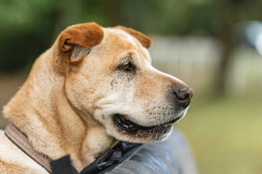 Retrato de un perro