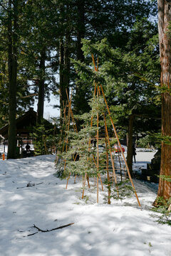 Saplings maintained in the snow in the forest