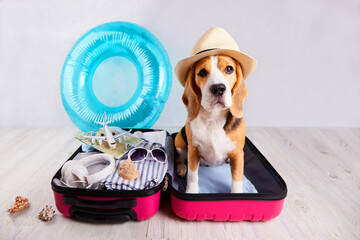 A beagle dog in a straw hat sits in an open suitcase with clothes and leisure items. Summer travel,...