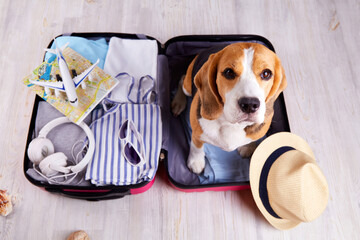 A beagle dog sits in an open suitcase with clothes and leisure items. Summer travel, preparing for...