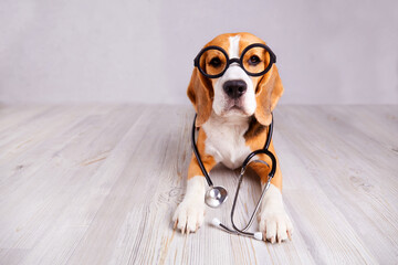 A beagle dog with glasses and a stethoscope. The animal looks like a doctor or a veterinarian.  - obrazy, fototapety, plakaty