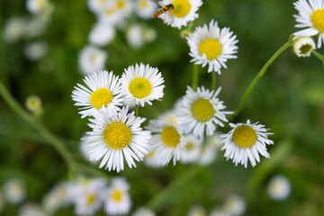 Fototapeta premium Daisy fleabane in the field, top view