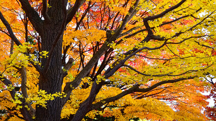 Japanese autumn leaves