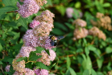 Bumble Bee on a Purple Flower