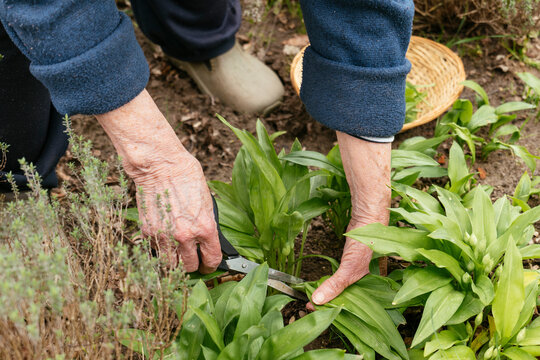 Wild garlic harvest
