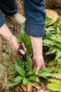 Wild garlic harvest