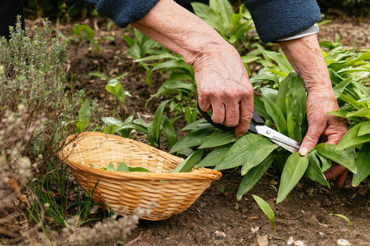 Wild garlic harvest