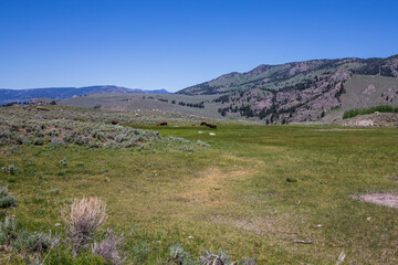 Fototapeta na wymiar Bisons at Yellowstone National Park. Wyoming landscape.