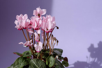 Cyclamen on purple background