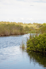 Vertical view of a wetland in the Everglades, Florida during a sunny day