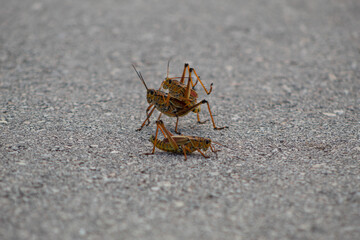 Two orange grasshoppers mating and one more in front of them