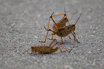 Two orange grasshoppers mating and one more out of focus in front of them