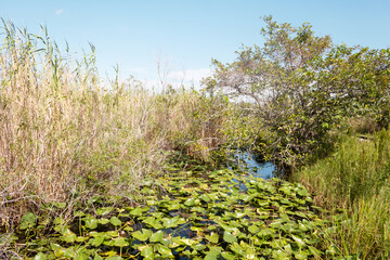 View of a wetland during a sunny summer day. Everglades, Florida