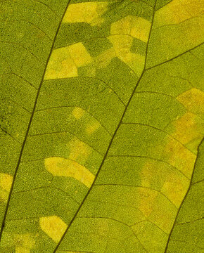 Autumn Leaf 2 H B Extreme Closeup Macro Patterns Texture Color