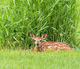A little white-tailed fawn (Odocoileus virginianus) in field near tall grass waiting for the mother to return  in springtime in Muskoka Ontario. 