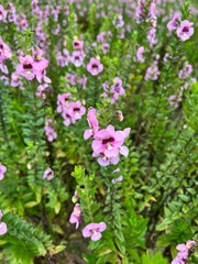Obraz na płótnie Canvas Beautiful purple flower meadow, flower field in the garden
