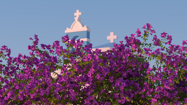 Bougainvillea 