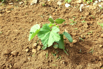 organic okra or lady finger plant vegetable plantation growing in garden
