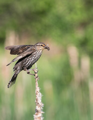A female Red-winged Blackbird landing on a cattail with a beak full of insects