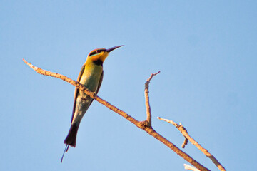 rainbow bee eater on a branch of tree 
