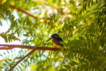 azure blue king fisher on a tree

