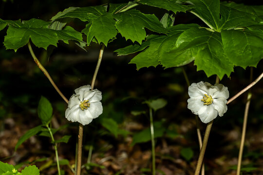 Mayapple (Podophyllum peltatum)
Mayapples are native plants that grow in large colonies. These plants have an edible fruit and the Native Americans had medicinal uses for parts of this plant 