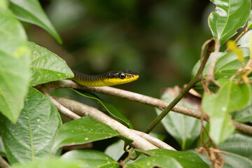 little yellow snake just show is head in the leafy tree