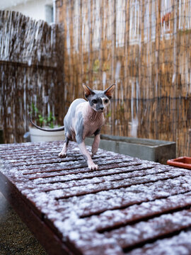 Naked cat at the snow outside