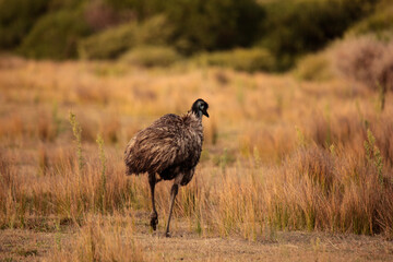 a lone Australian native Emu in native grasslands of Wilsons Promontory National Park, Victoria