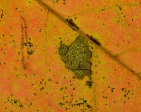 Autumn leaf 8 H closeup abstract patterns detail decaying leaf