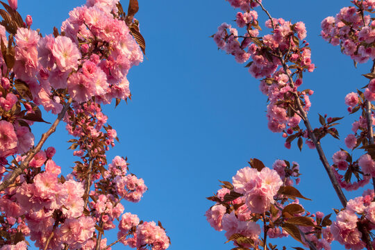 pink cherry tree flower blossom and blue sky