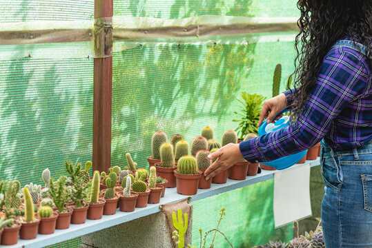 unknown woman watering the cactus