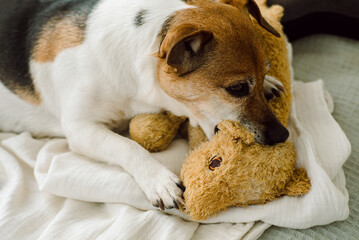 Small dog chewing on a soft line toy 