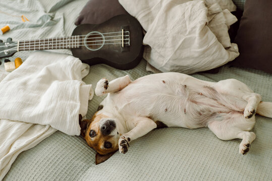 A small hunting dog lies on the couch 