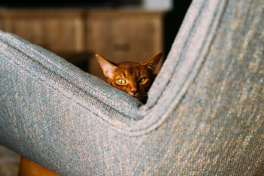 An Abyssinian cat in a chair.