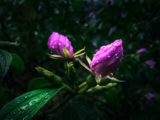 pink and white flower
