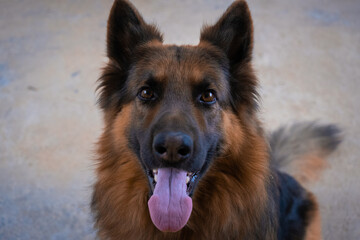 Kind german shepherd dog