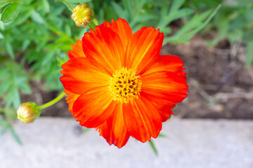 Beautiful Cosmos flower in the garden close up