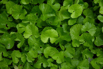 Green leaves of Centella asiatica in the garden