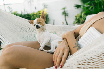 Portrait of a little chihuahua on a hammock
