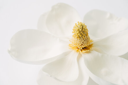 Magnolia Flower on White Background
