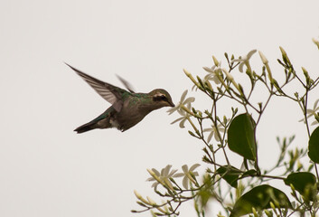 hummingbird on a branch