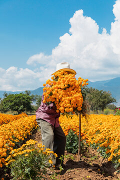 A man holding bouquets of dia de muertos flowers in Oaxaca Mexico